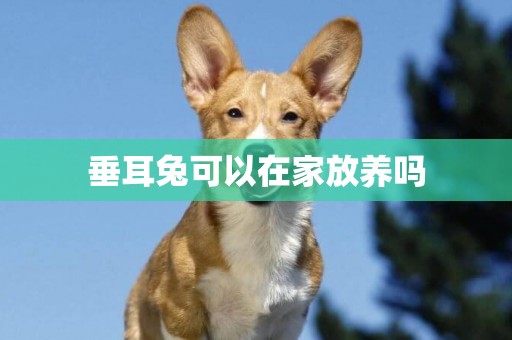 垂耳兔可以在家放養嗎