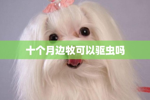 十個月邊牧可以驅蟲嗎