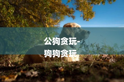 公狗貪玩-
狗狗貪玩