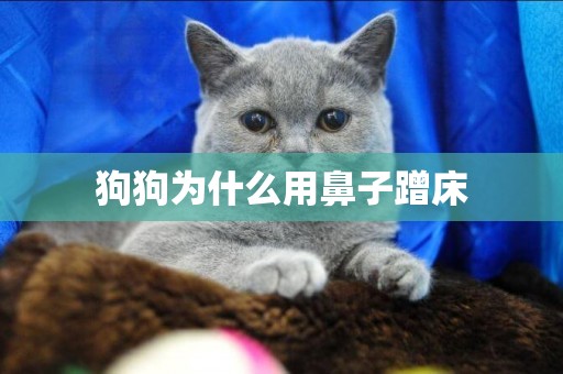 狗狗為什么用鼻子蹭床