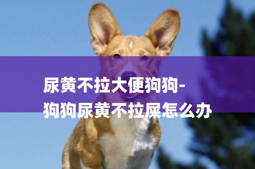 尿黃不拉大便狗狗-
狗狗尿黃不拉屎怎么辦