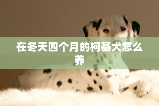 在冬天四個月的柯基犬怎么養