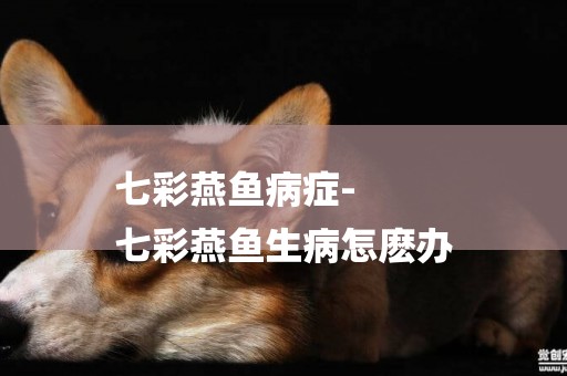 七彩燕魚病癥-
七彩燕魚生病怎麼辦