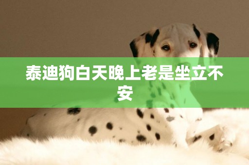泰迪狗白天晚上老是坐立不安
