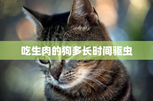 吃生肉的狗多長時間驅蟲