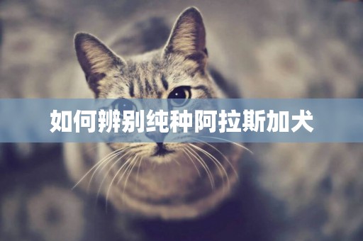 如何辨別純種阿拉斯加犬