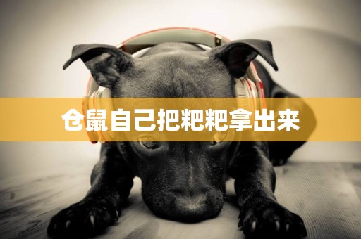 倉鼠自己把粑粑拿出來