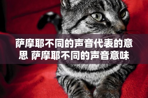 薩摩耶不同的聲音代表的意思 薩摩耶不同的聲音意味著什么