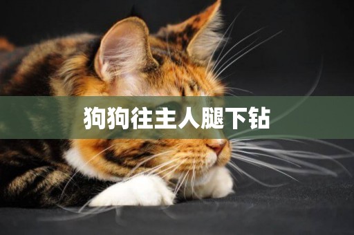 狗狗往主人腿下鉆