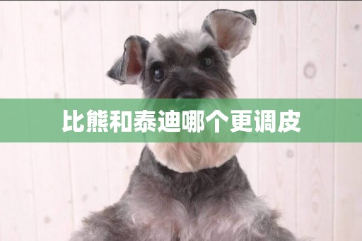比熊和泰迪哪個更調皮