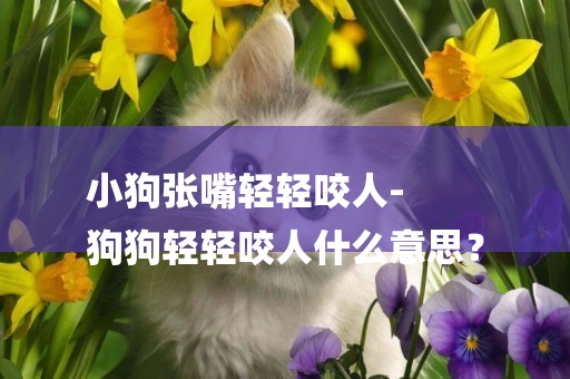 小狗張嘴輕輕咬人-
狗狗輕輕咬人什么意思？