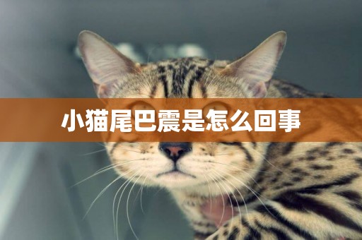 小貓尾巴震是怎么回事
