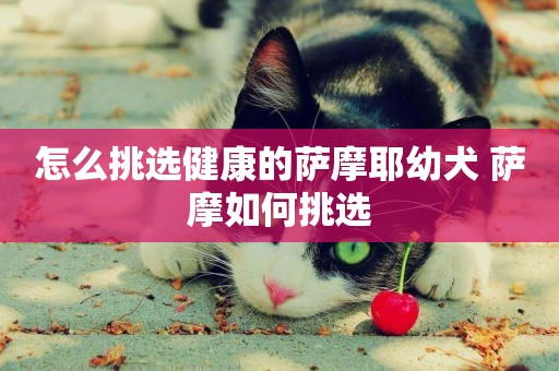 怎么挑選健康的薩摩耶幼犬 薩摩如何挑選