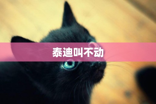 泰迪叫不動