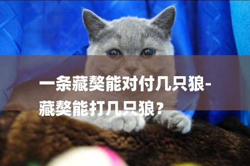 一條藏獒能對付幾只狼-
藏獒能打幾只狼？