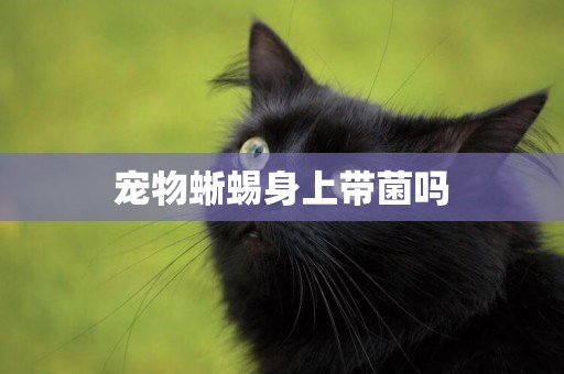 寵物蜥蜴身上帶菌嗎