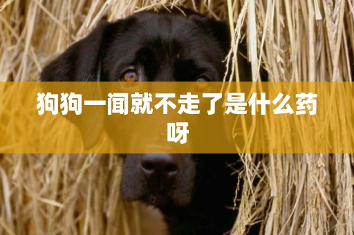 狗狗一聞就不走了是什么藥呀