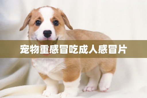 寵物重感冒吃成人感冒片