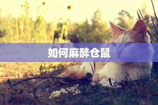 如何麻醉倉鼠