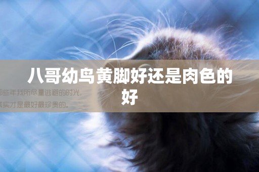 八哥幼鳥黃腳好還是肉色的好