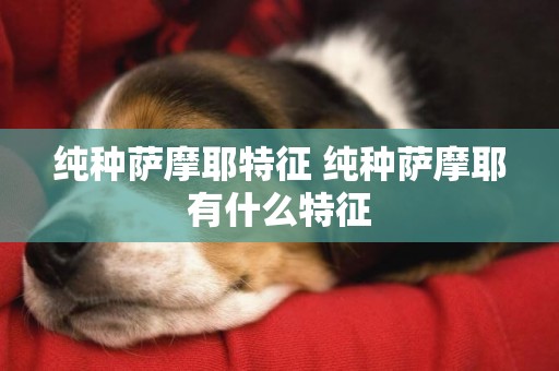 純種薩摩耶特征 純種薩摩耶有什么特征