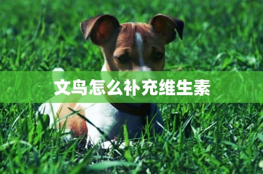 文鳥怎么補充維生素