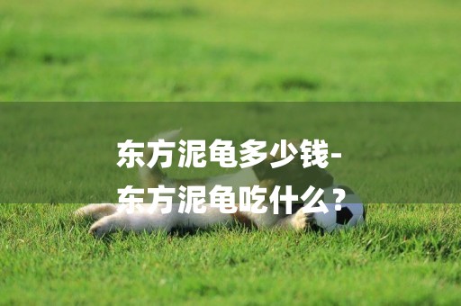 東方泥龜多少錢-
東方泥龜吃什么？