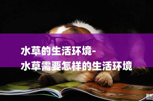 水草的生活環境-
水草需要怎樣的生活環境