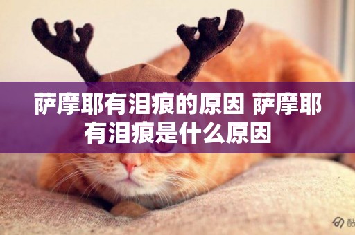薩摩耶有淚痕的原因 薩摩耶有淚痕是什么原因