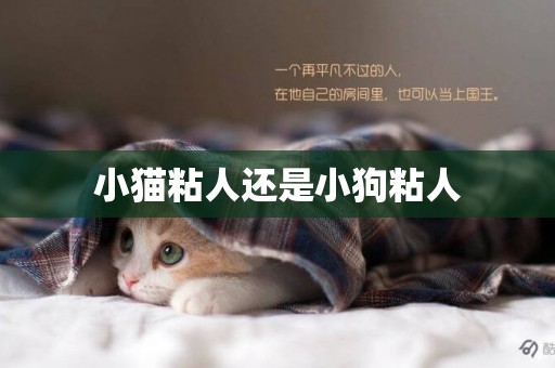 小貓粘人還是小狗粘人