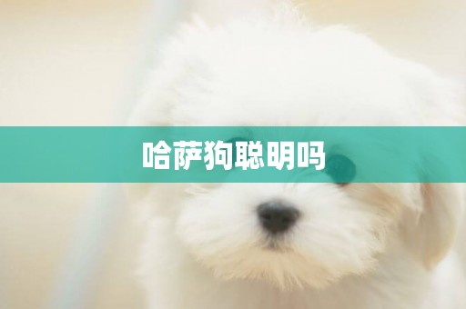 哈薩狗聰明嗎