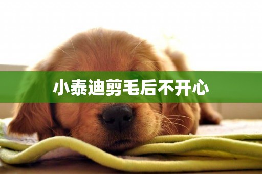 小泰迪剪毛后不開心