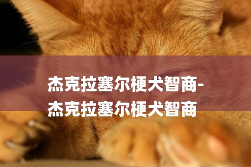 杰克拉塞爾梗犬智商-
杰克拉塞爾梗犬智商