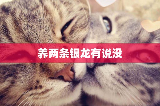 養兩條銀龍有說沒
