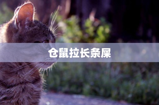 倉鼠拉長條屎