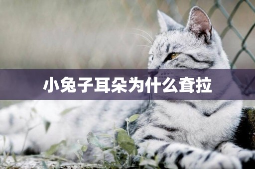 小兔子耳朵為什么耷拉
