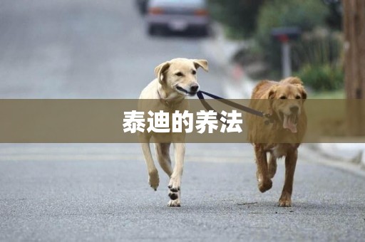 泰迪的養法