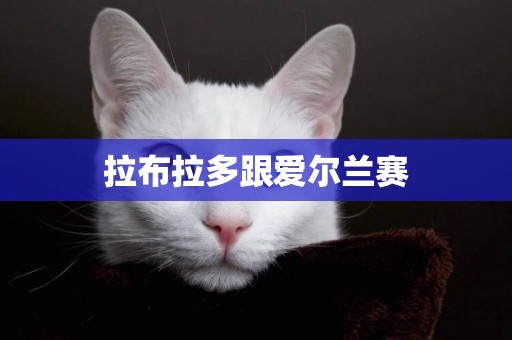 拉布拉多跟愛爾蘭賽