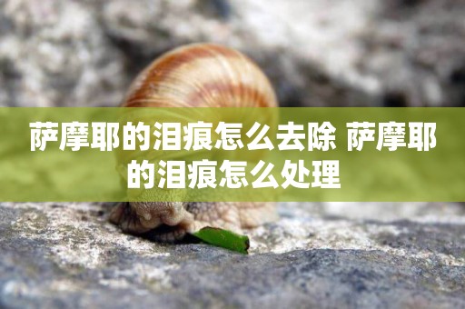 薩摩耶的淚痕怎么去除 薩摩耶的淚痕怎么處理