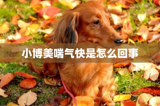 小博美喘氣快是怎么回事