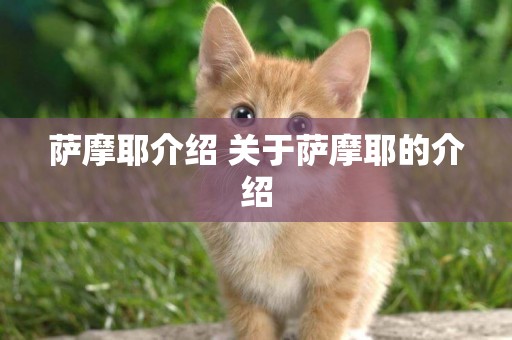 薩摩耶介紹 關于薩摩耶的介紹