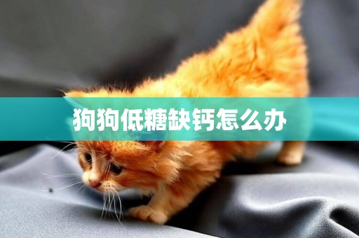 狗狗低糖缺鈣怎么辦