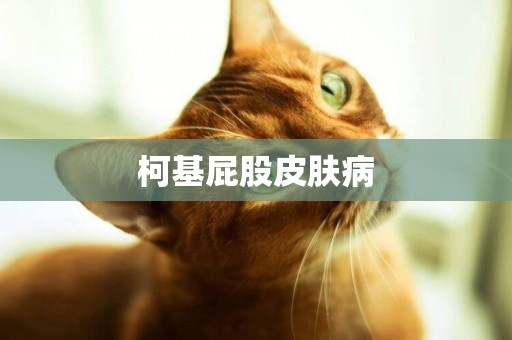 柯基屁股皮膚病