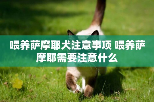 喂養薩摩耶犬注意事項 喂養薩摩耶需要注意什么