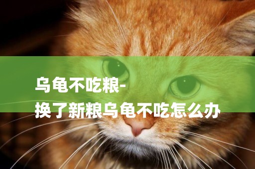 烏龜不吃糧-
換了新糧烏龜不吃怎么辦