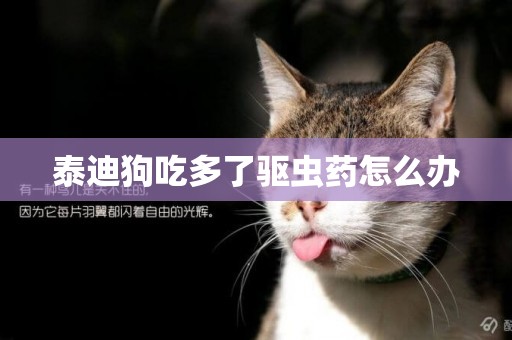 泰迪狗吃多了驅蟲藥怎么辦