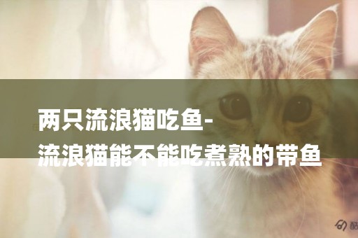 兩只流浪貓吃魚-
流浪貓能不能吃煮熟的帶魚