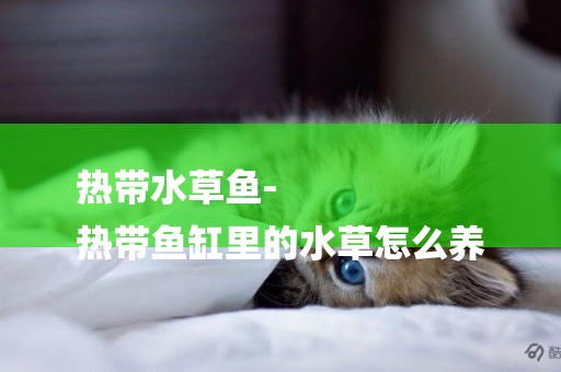 熱帶水草魚-
熱帶魚缸里的水草怎么養
