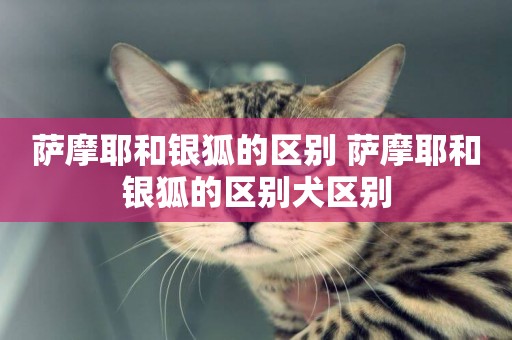 薩摩耶和銀狐的區別 薩摩耶和銀狐的區別犬區別