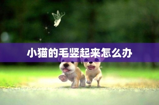 小貓的毛豎起來怎么辦